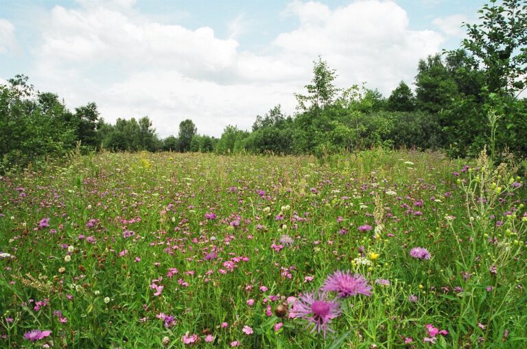 a blink of an eye, Humbled by Dust, meadows, ground